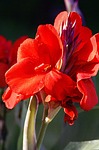 kanna, kanna red, flowers red