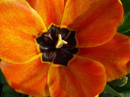 Free Tulip Blossom Tulip photo and picture
