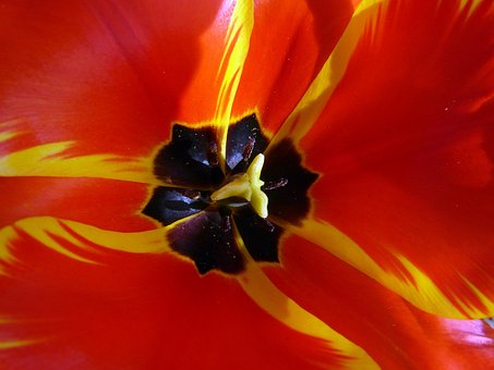 Free Tulip Chalice Tulip photo and picture