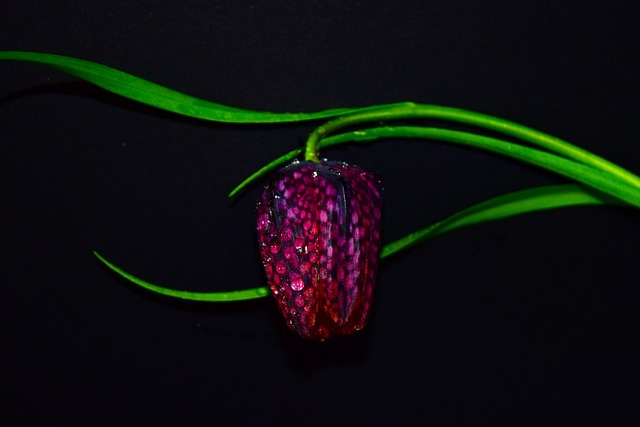 Blomst, Skakblomst, Fritillaria