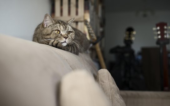 Free Tabby Nature photo and picture