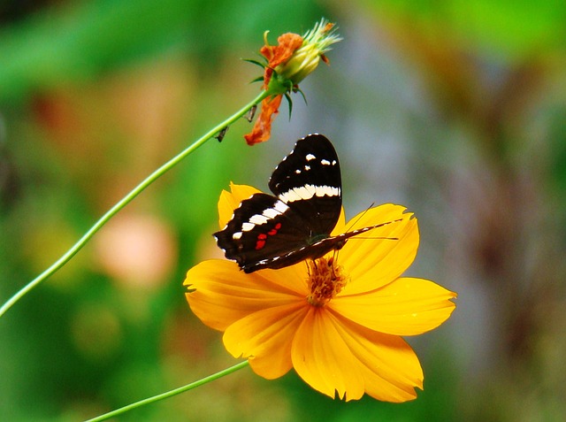 Free Daisy Beautiful Flowers photo and picture