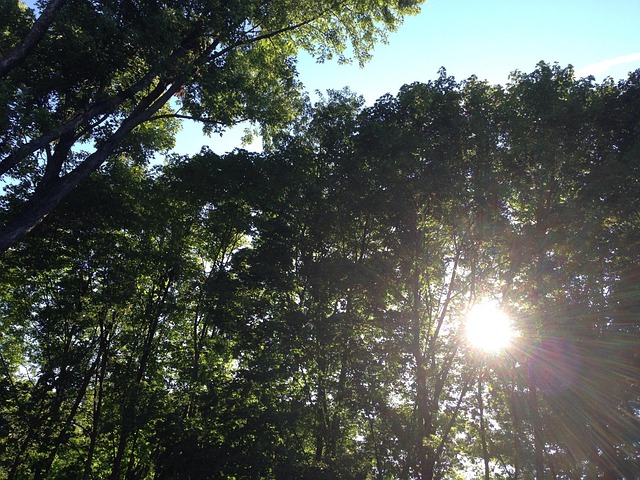 Free Light Healing photo and picture