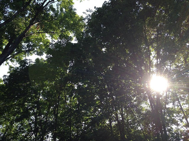 Free Sun Healing photo and picture
