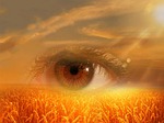 eye, nature, view