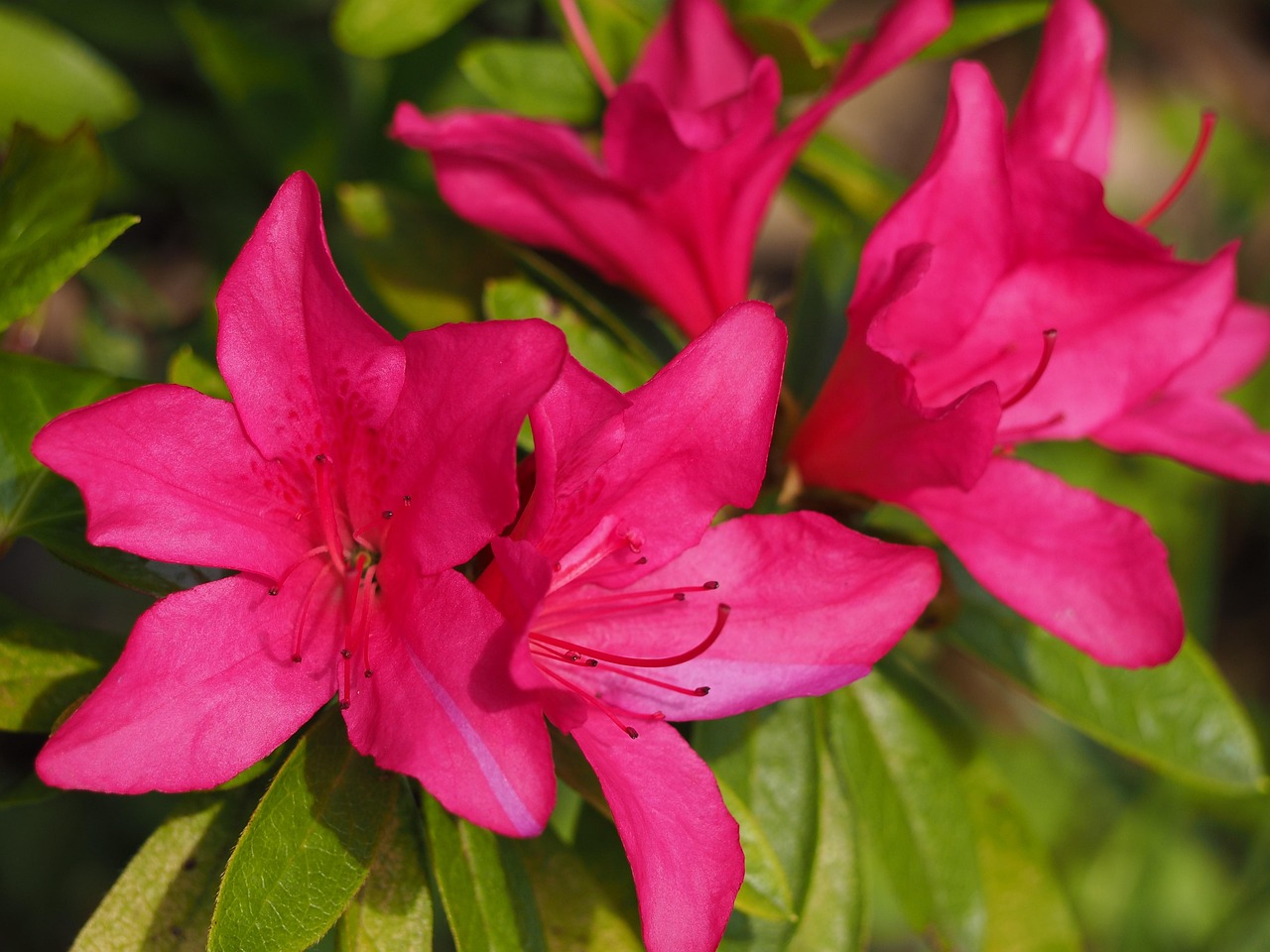 Azalea Flores Flor De Primavera - Foto gratis en Pixabay - Pixabay