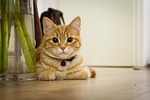 young cat, kitten, house cat