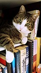 cat, tamara, fur