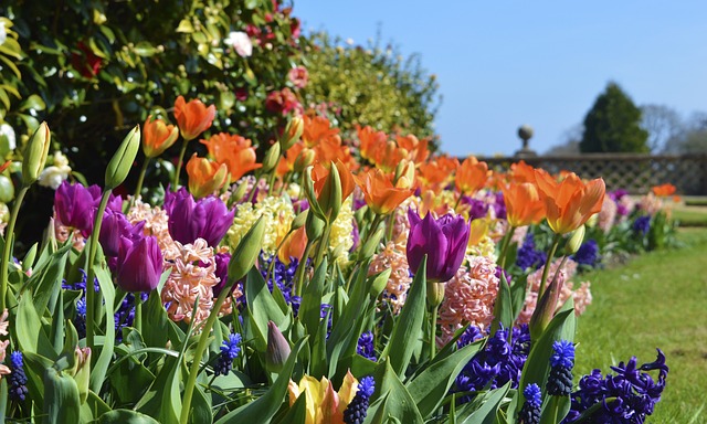 Blomster, Sommer, Blomst Tapet, Natur