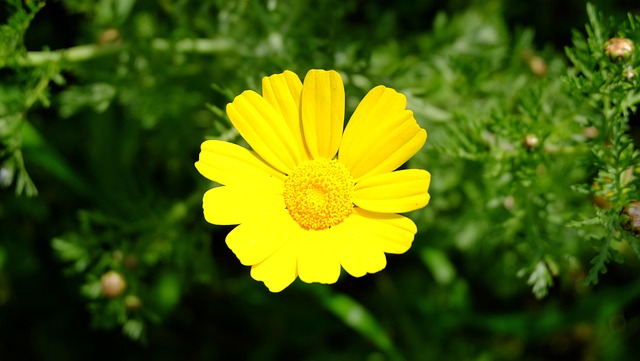 Free Yellow Flower Petals photo and picture