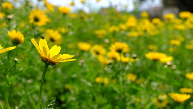 Free Daisies Spring Flowers photo and picture