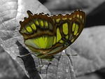 butterfly, green, close