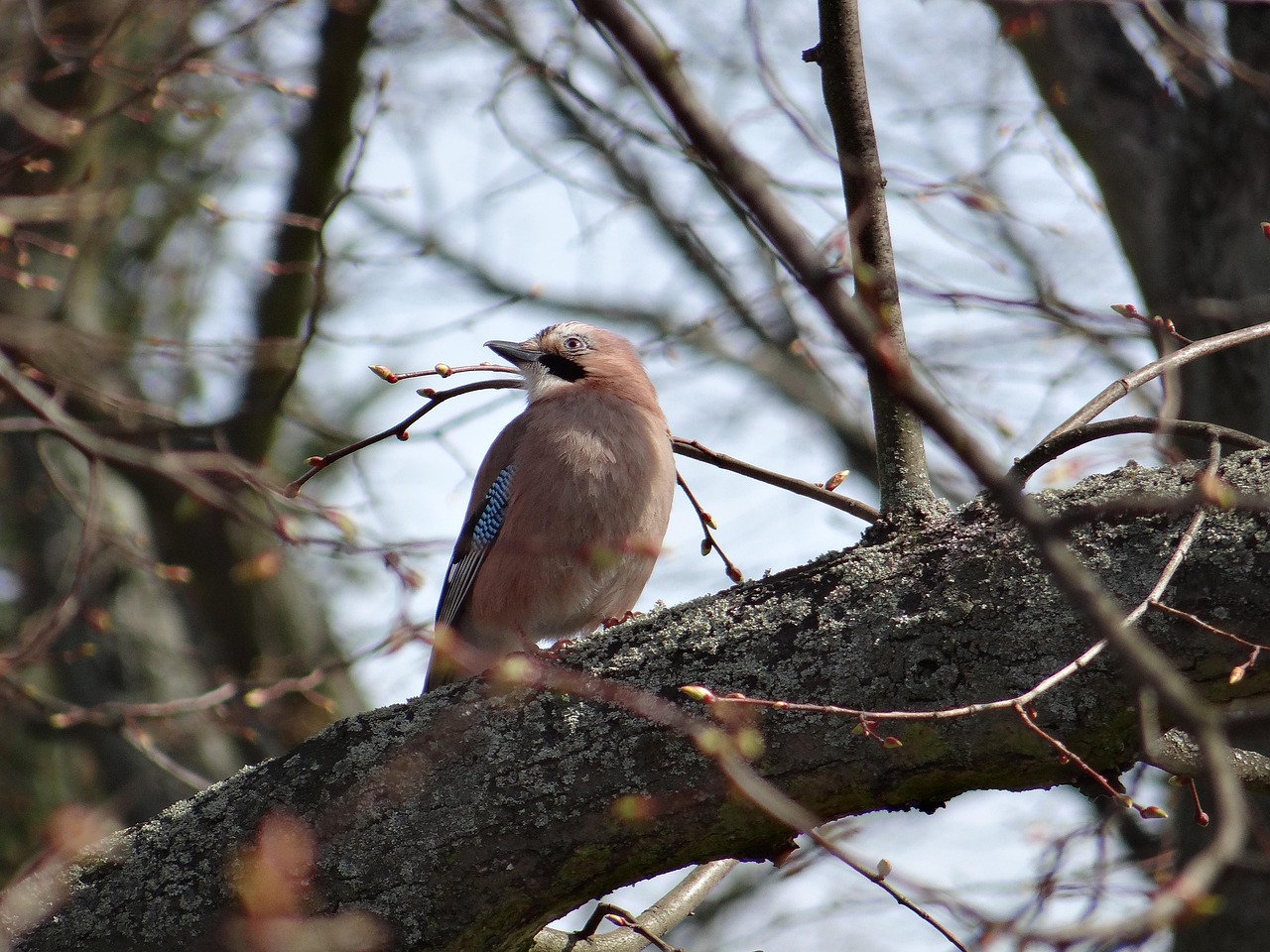 Jay Oiseau Chanteur Garrulus Photo gratuite sur Pixabay