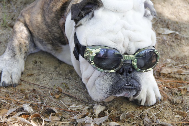 Bulldog, Beskyttelsesbriller, Hund