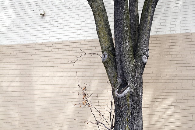 Free Tree Brick photo and picture