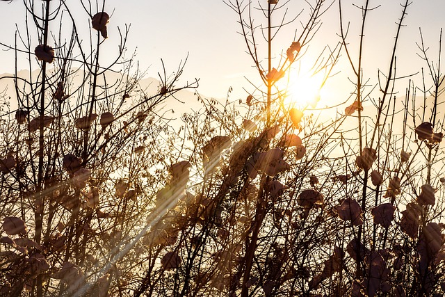 Free Gold Sunset photo and picture