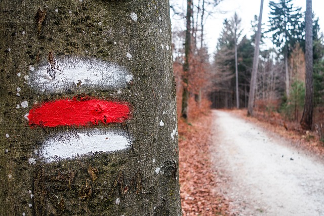 Free Trail Tree photo and picture