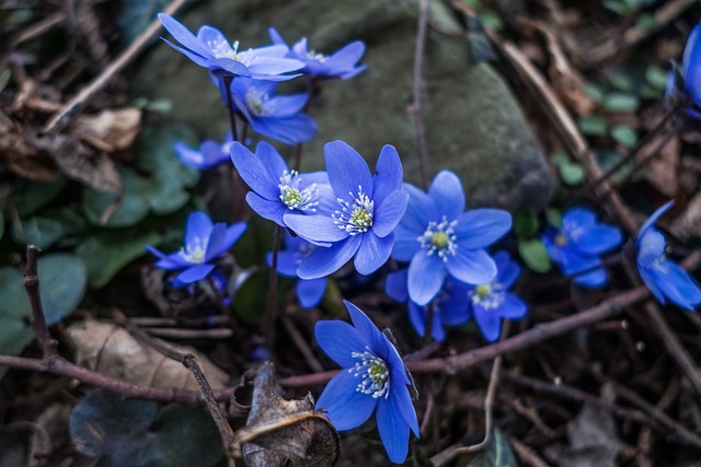 Free Flower Nature photo and picture