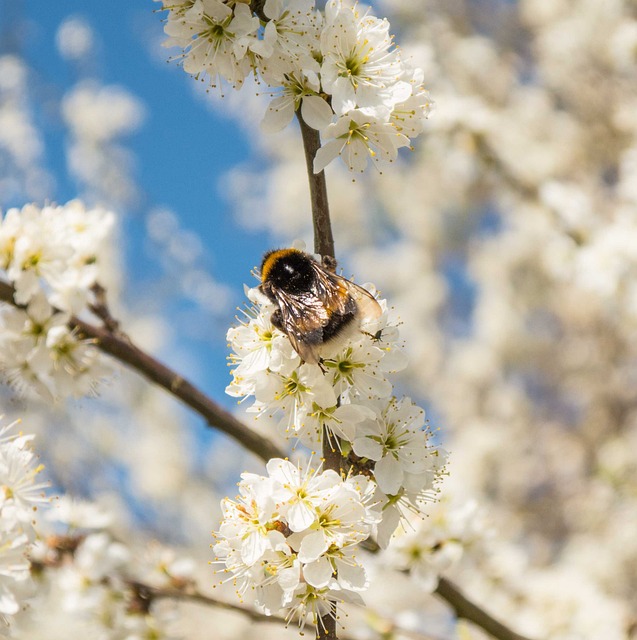 Free Bumblebee Blossoms photo and picture