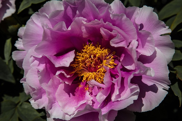 Free Flower Flower Wallpaper photo and picture