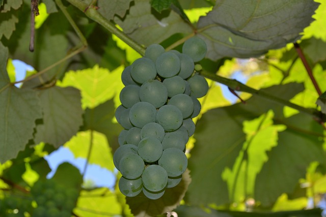 Free Grapes Vine photo and picture