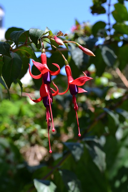 Free Quiver Fuchsia photo and picture