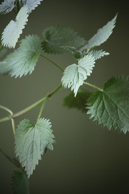 Free Nettle Plant photo and picture