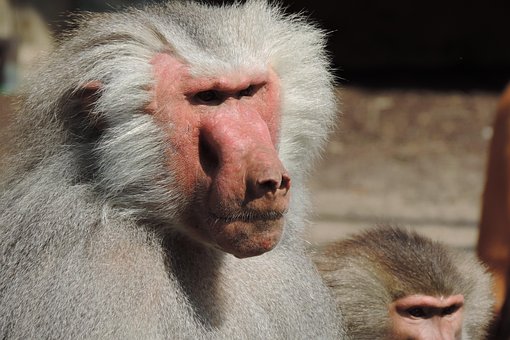 Free Baboon Zoo Augsburg photo and picture