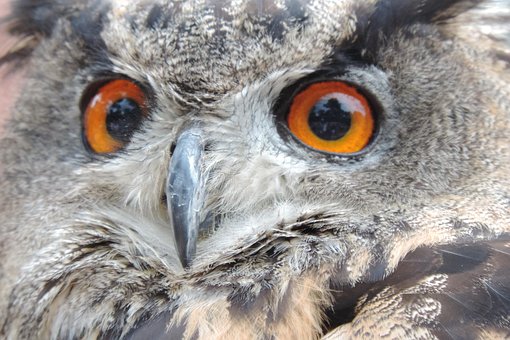 Free Uhu Bird photo and picture