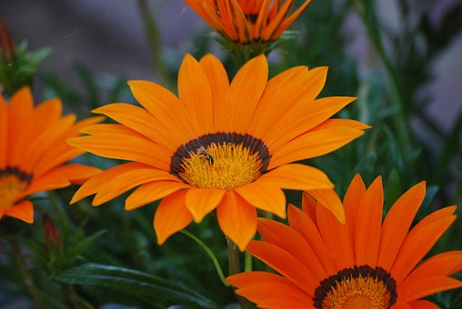 Free Flowering Orange Flower photo and picture