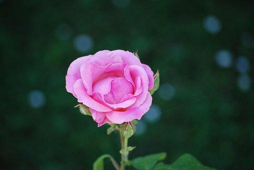 Free Pink Flower photo and picture