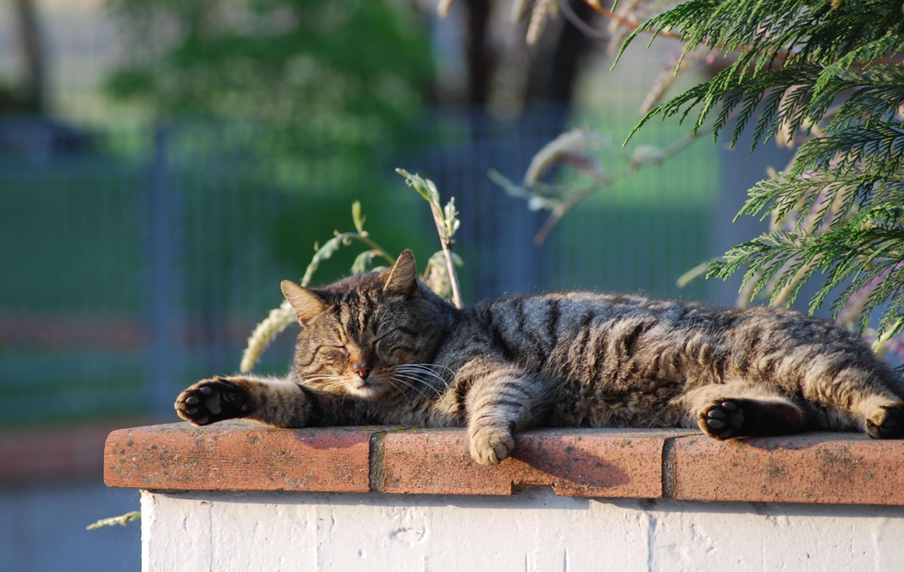 猫 居眠り - Pixabayの無料写真 - Pixabay