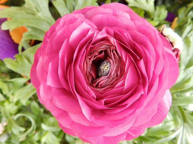 Free Flower Nature photo and picture