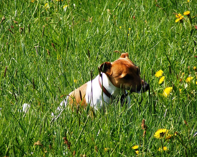 Free Dog Meadow photo and picture