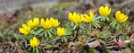 winter aconite, eranthis hyemalis, spring