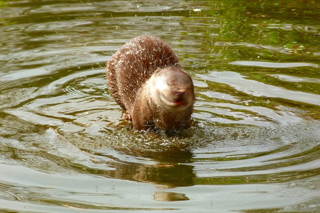 Free Otter Wildlife Park photo and picture