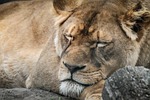 lion, female, portrait