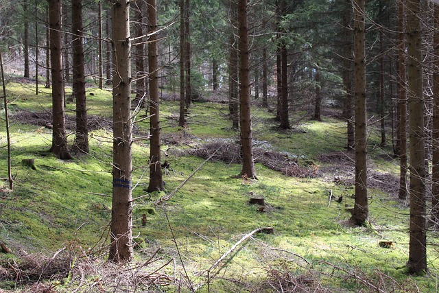 Free Forest Trees photo and picture