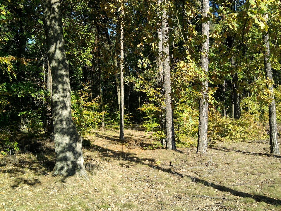 Skog Löv Blad - Gratis foto på Pixabay