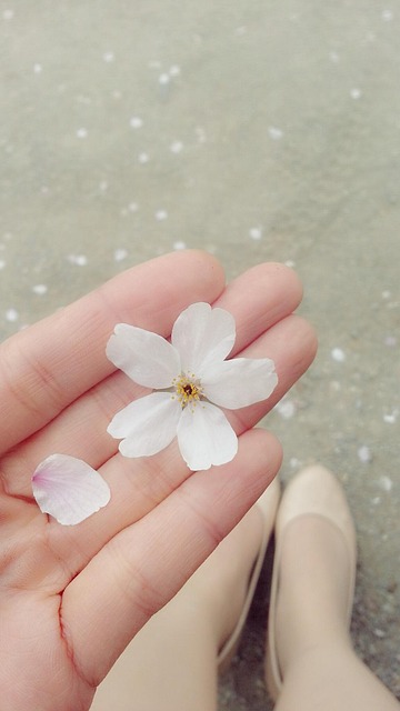 Flor De Cerejeira, Pétala, Sapato, Mão