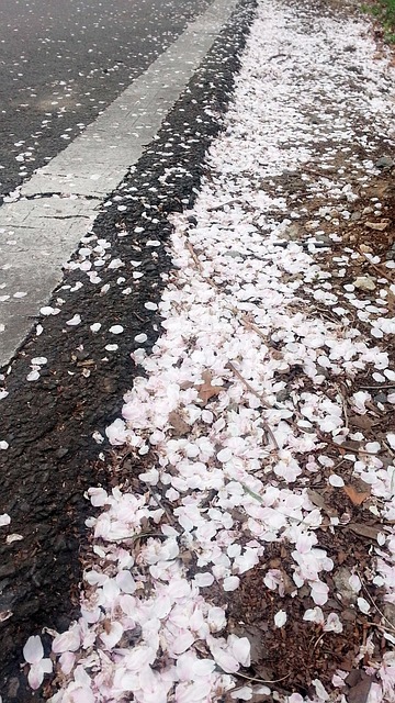 Flor De Cerejeira, Pétala