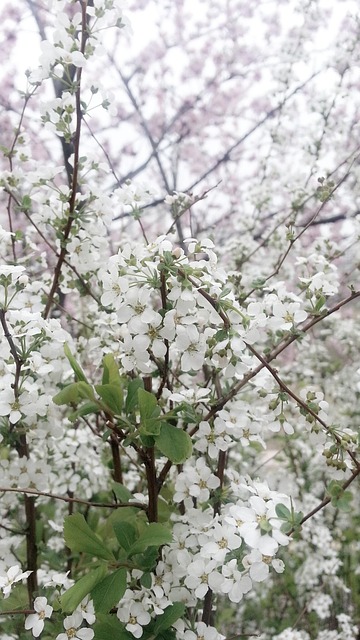 Flor Branca, Branco, Primavera, Flor