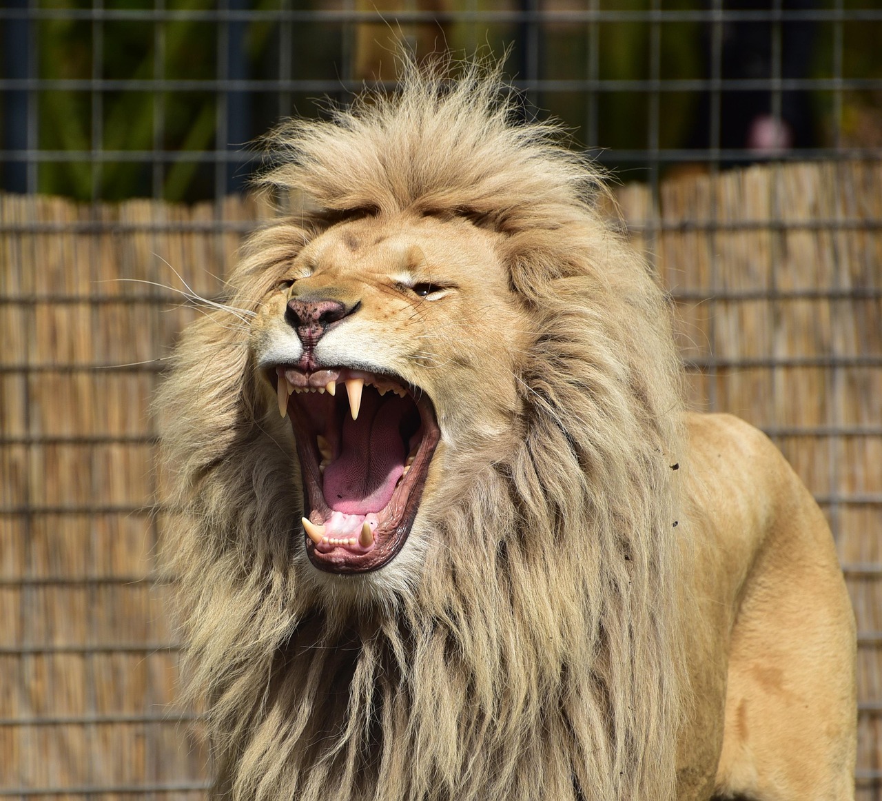 lion-721836_1280.jpg