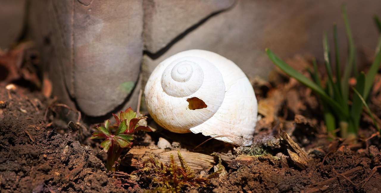 Shell Snail Damaged Free photo on Pixabay Pixabay