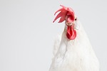 cock, chicken, animal