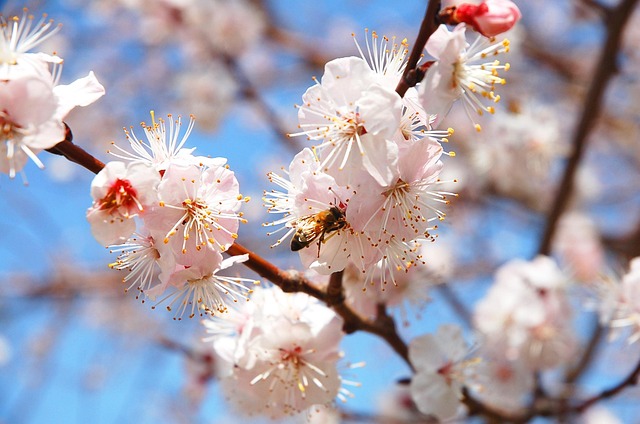 Primavera, Flor, Flor De Ciruelo, Abeja
