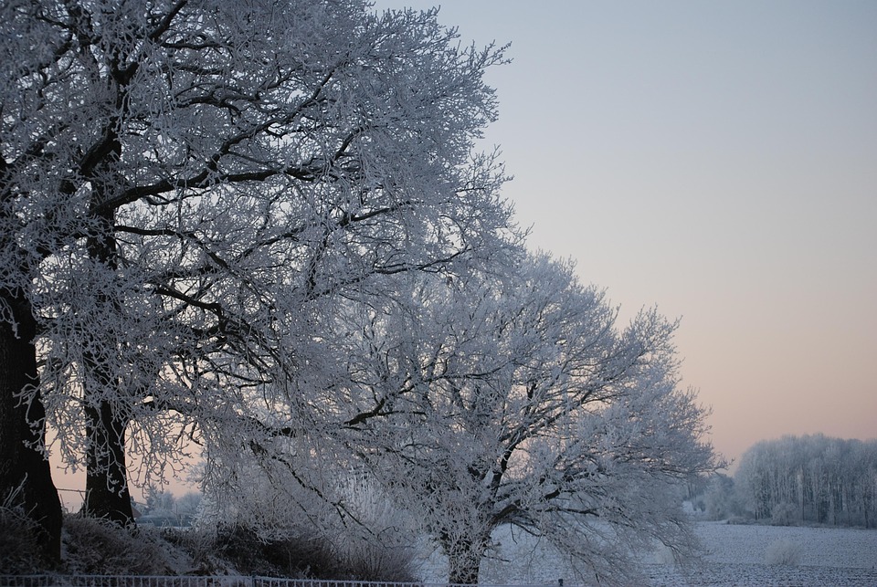 Nature Ice Tree - Free photo on Pixabay - Pixabay