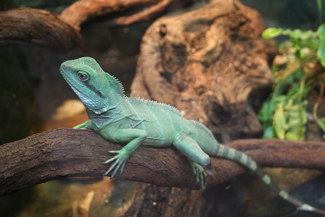 Eidechse, Reptil, Bärtiger Drache