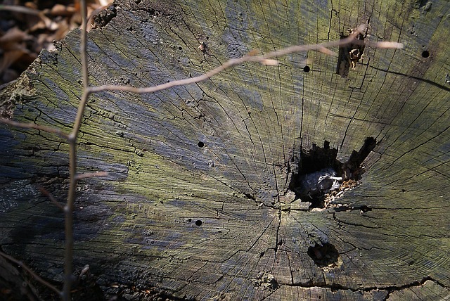 Free Trunk Cut Down A Tree photo and picture