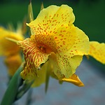 kanna, cannae divided flower, yellow kiat